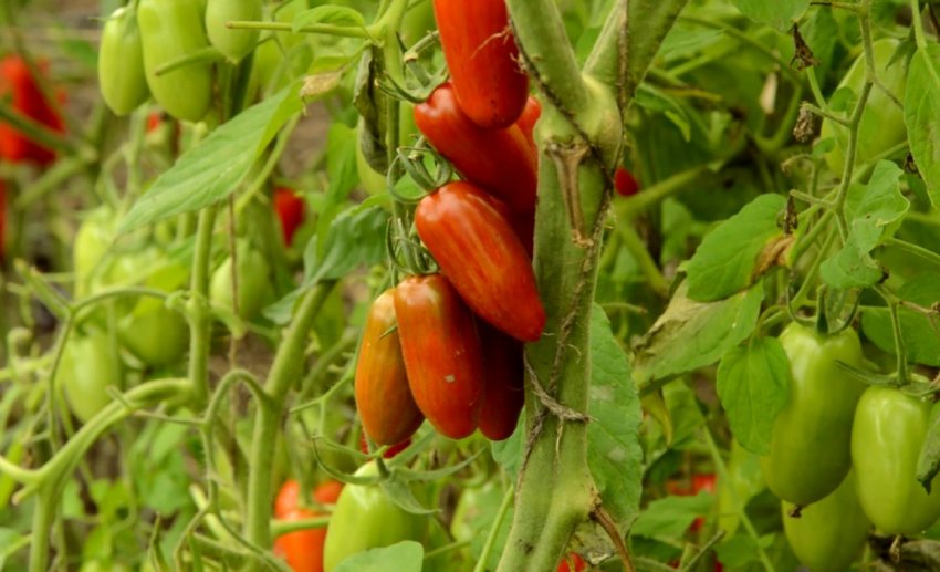 Помідори Солодкий Касади Помідори Солодкий Касади