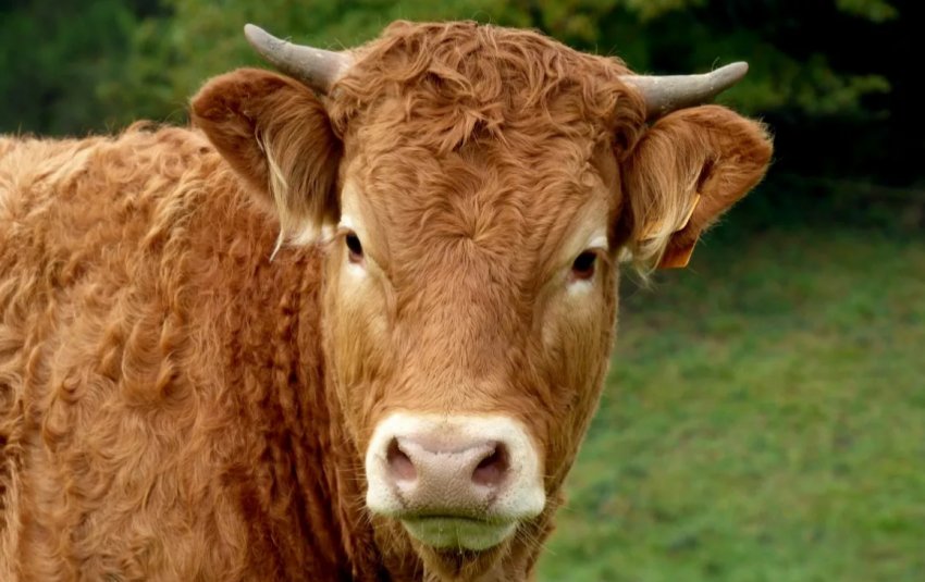 У Великобританії суд на круглу суму оштрафував постачальника м'яса для супермаркетів