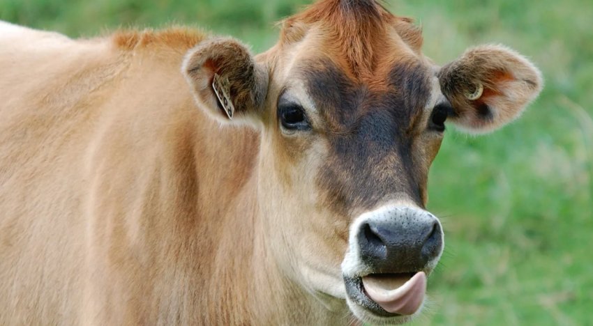 У Великобританії суд на круглу суму оштрафував постачальника м'яса для супермаркетів