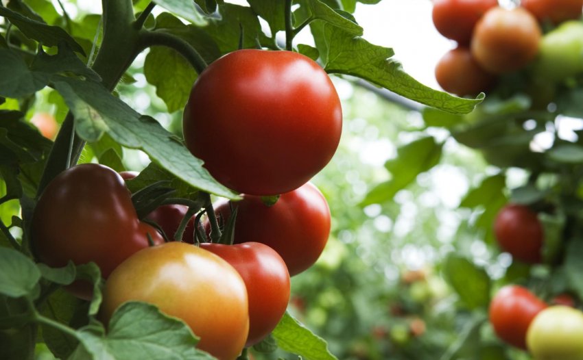 Помідор Чайна троянда Помідор Чайна троянда