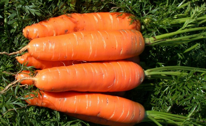 Морковь сорта НИИОХ 336