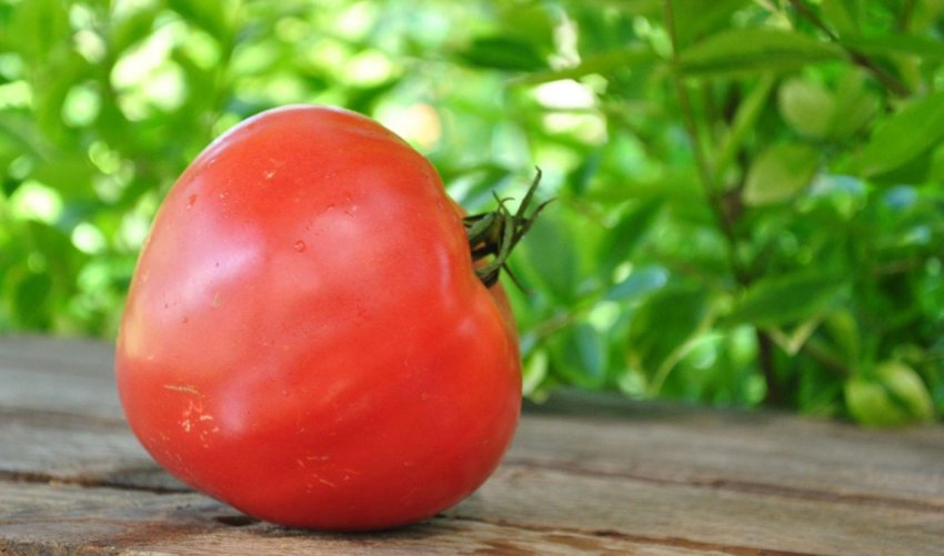Помідори Пальчики оближеш Помідори Пальчики оближеш