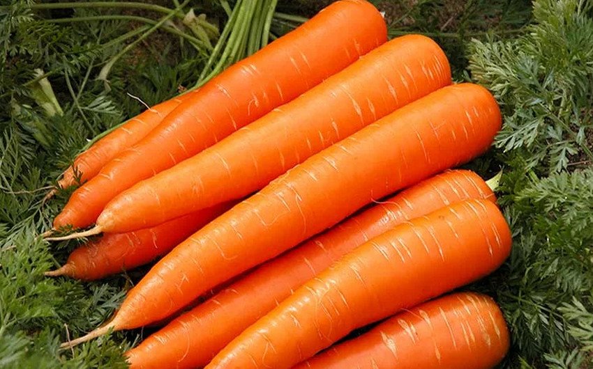 Морковь сорта НИИОХ 336