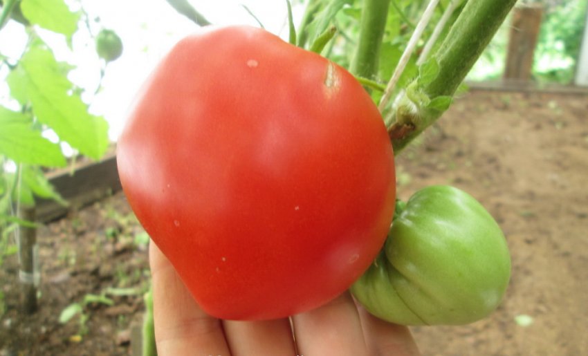 Помідори Малиновий світанок Помідори Малиновий світанок