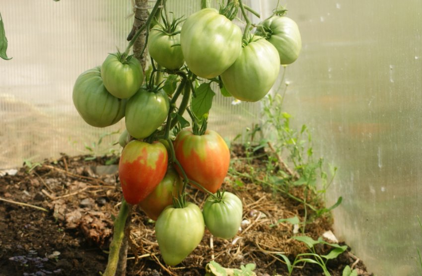 Помідори Пудовик Помідори Пудовик