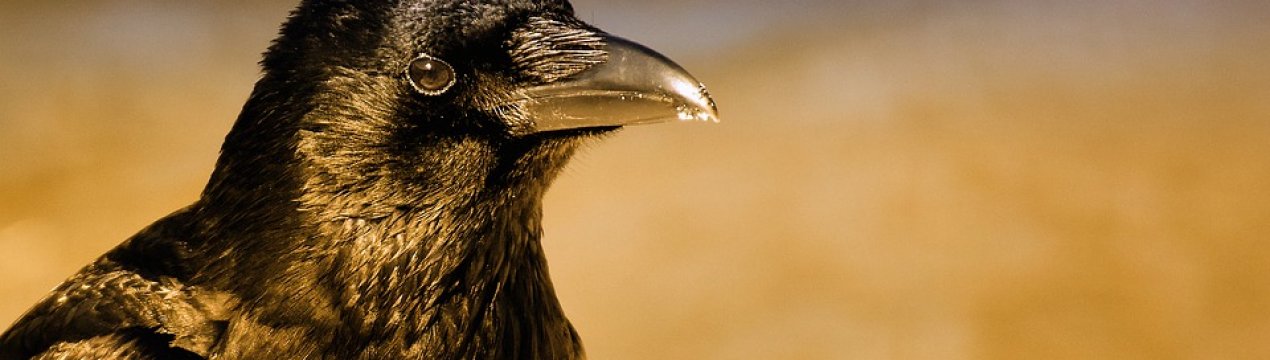 Запорізька прокуратура відкрила справу за фактом масової загибелі птахів і тварин