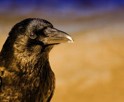 Запорізька прокуратура відкрила справу за фактом масової загибелі птахів і тварин