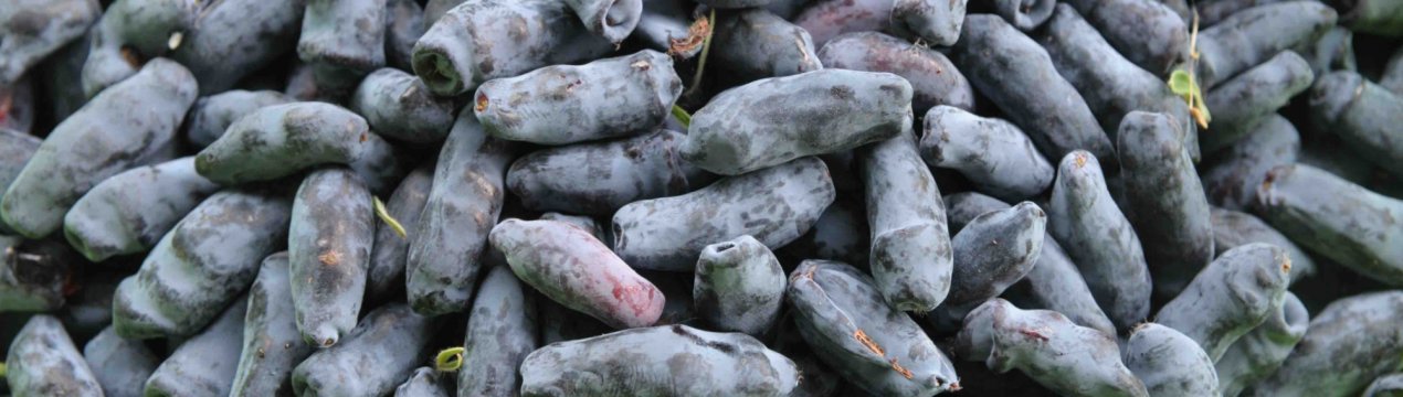 Сибіряки почнуть вирощувати жимолость, спираючись на досвід Канади