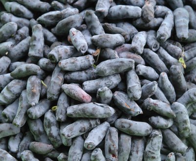 Сибіряки почнуть вирощувати жимолость, спираючись на досвід Канади