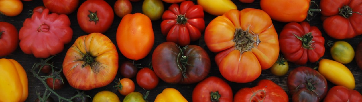 Тепличні помідори на російських ринках ціни собі не складуть