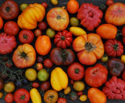 Тепличні помідори на російських ринках ціни собі не складуть