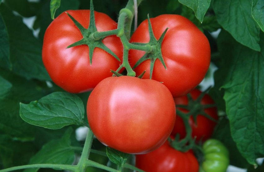 Помідори Три сестри Помідори Три сестри