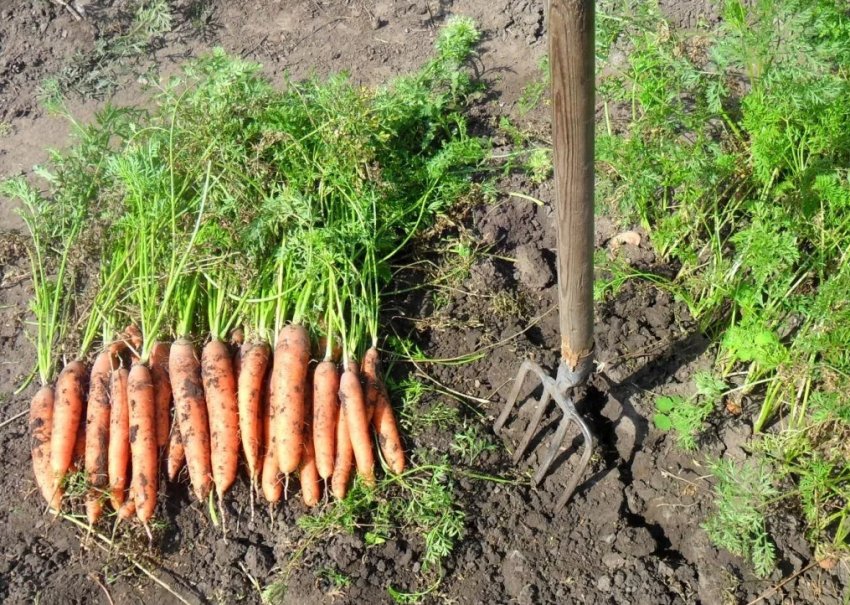 Уборка урожая моркови