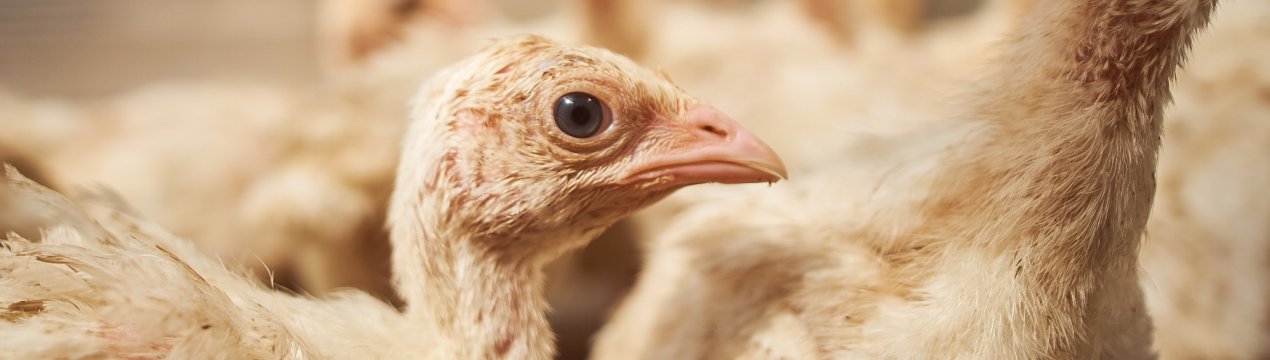 Індички забезпечать роботою ставропольских пташників