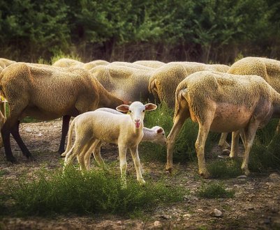 Фермери Тернопільської області вирощують цінну породу овець