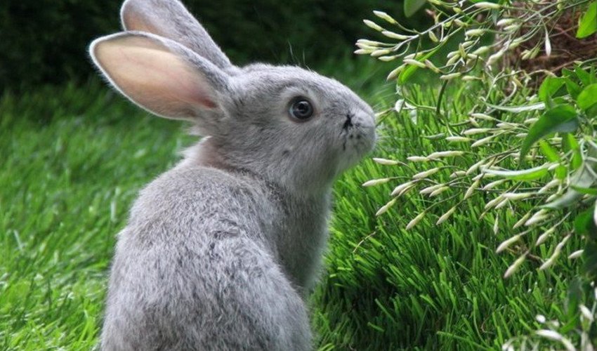 Трава для кроликов