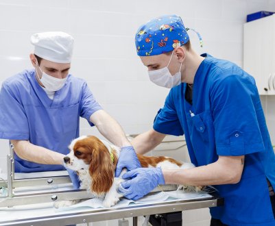 Захист здоров'я тварин в Шотландії