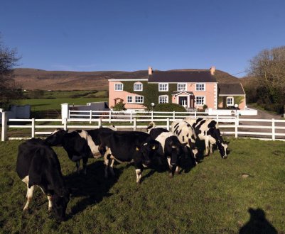 У Великобританії близько 8 850 виробників молочної продукції