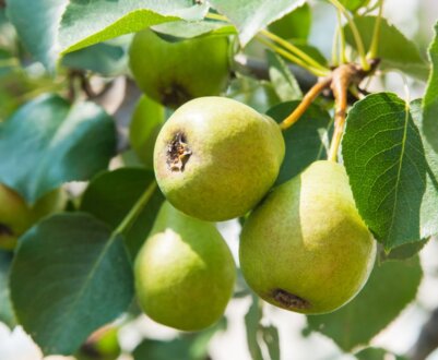 Опис і характеристика карликових сортів груш