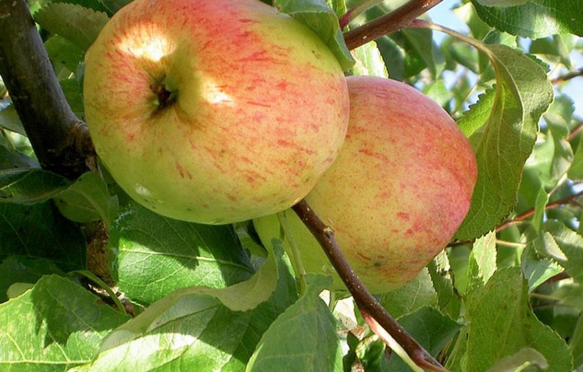 Сорт Балтика Сорт Балтика