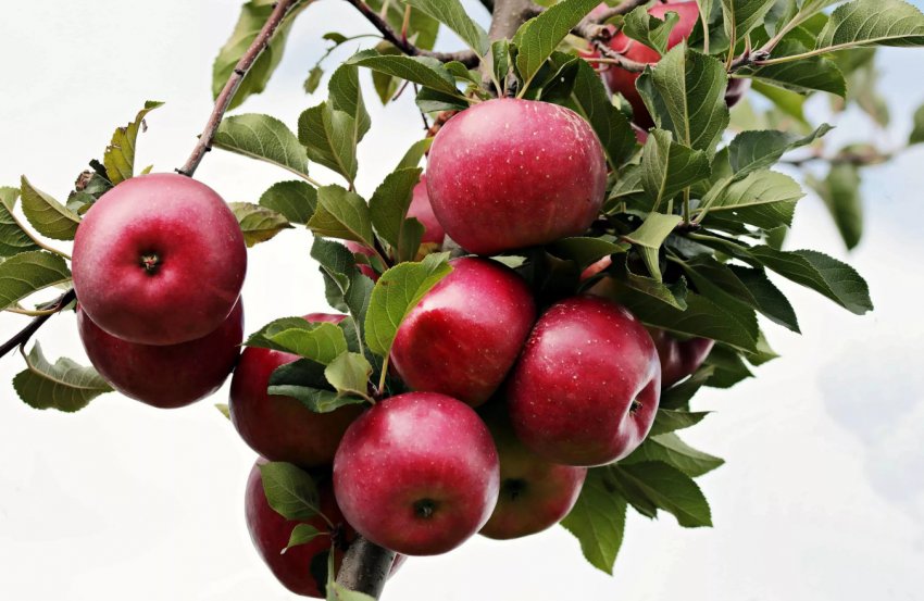 Яблуня сорту Иедзену Яблуня сорту Иедзену