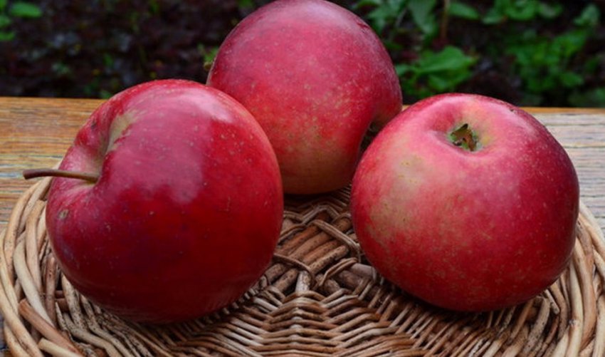 Яблуня Краса Свердловська Яблуня Краса Свердловська