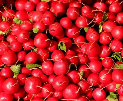 За рік редис в Україні подешевшав в два рази