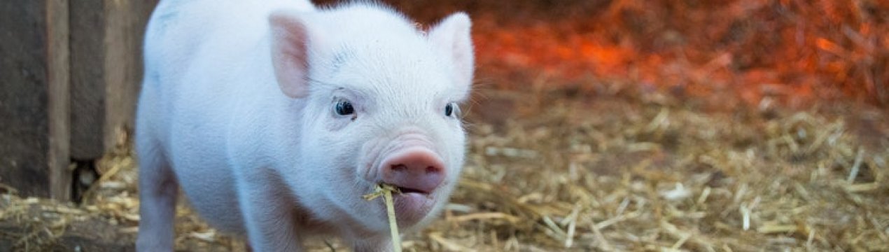 Живець свині в Україні стає все дешевше