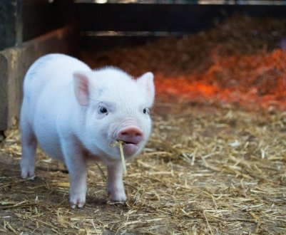 Живець свині в Україні стає все дешевше