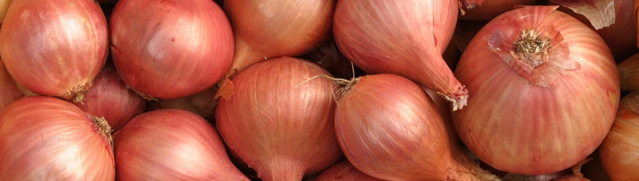 Особливості сорту цибулі Росанна