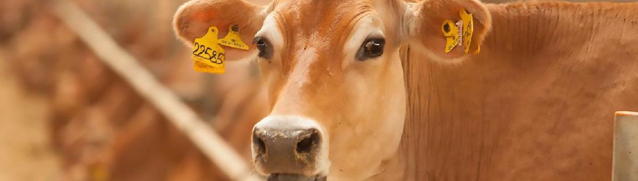 У Сибіру за п'ять років з'явиться п'ять молочних ферм нового покоління