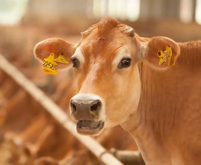 У Сибіру за п'ять років з'явиться п'ять молочних ферм нового покоління