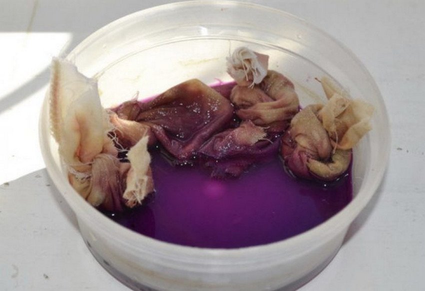 Замочування насіння цибулі