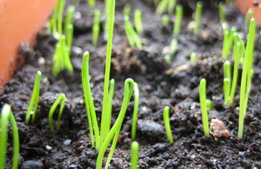 Сходи розсади цибулі