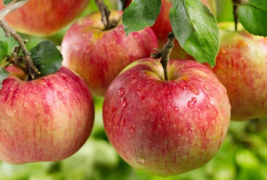 Ауксис яблуня Ауксис яблуня