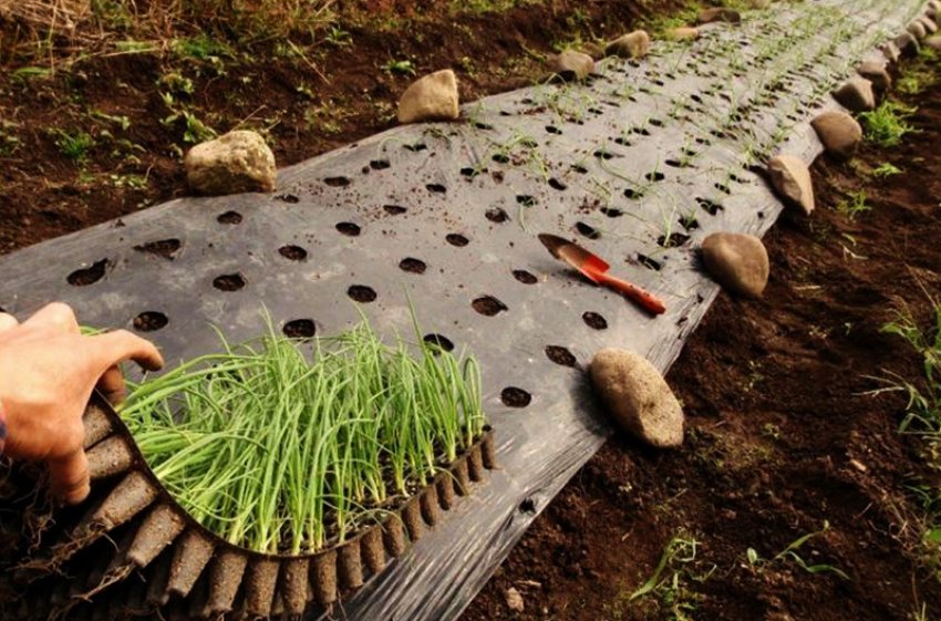 Вибір місця під посадку цибулі