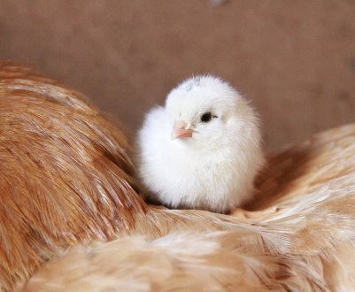 У Тернопільській області з'явиться нова птахоферма