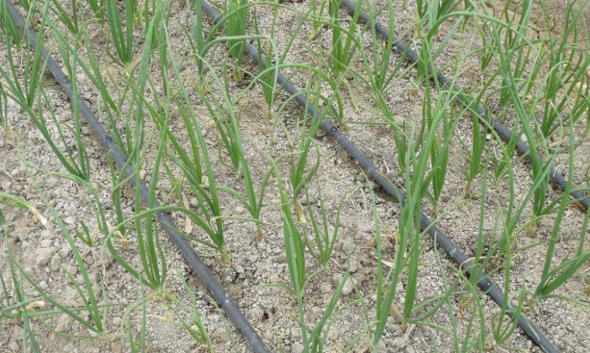 Крапельний полив цибулі