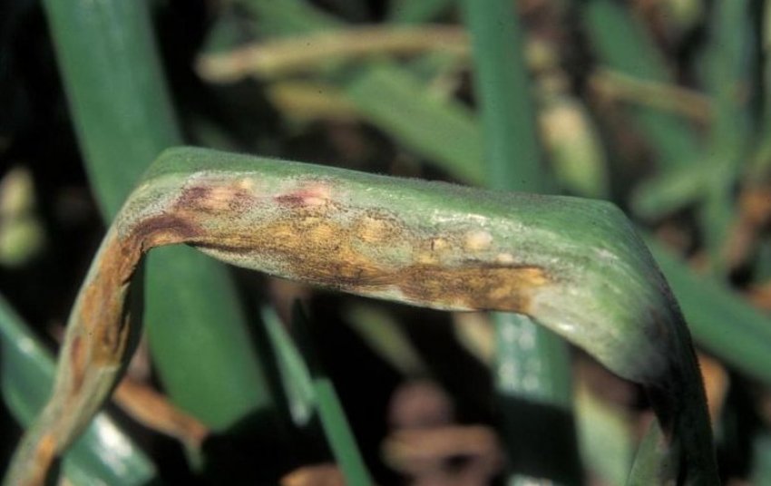 Пероноспороз цибулі