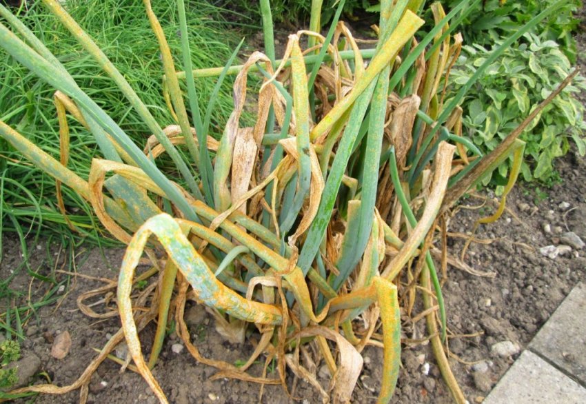 Жовтяниця цибулі