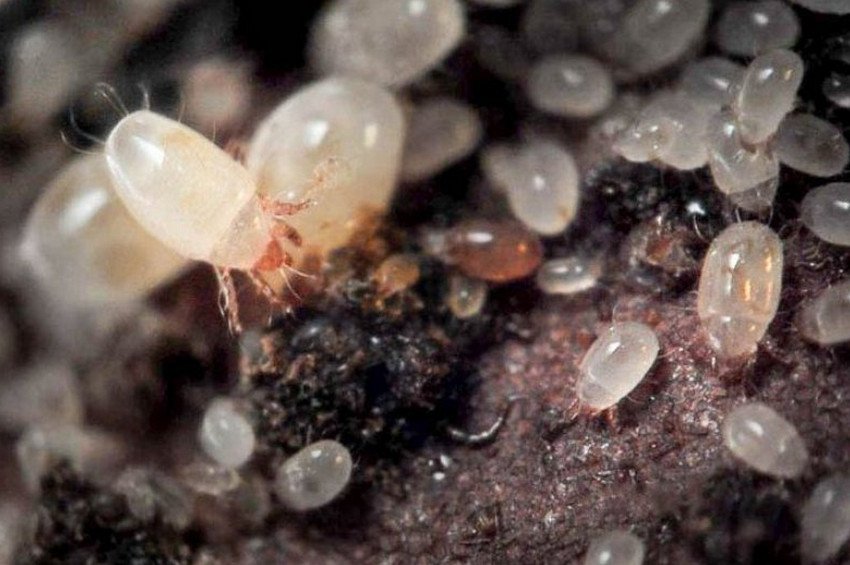 Кореневої кліщ цибулі