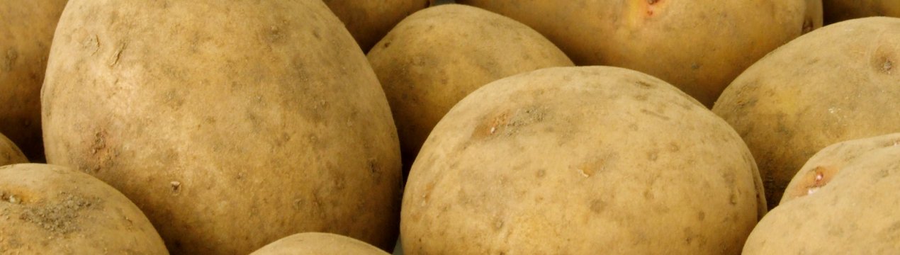 Опис і особливості вирощування картоплі Моллі