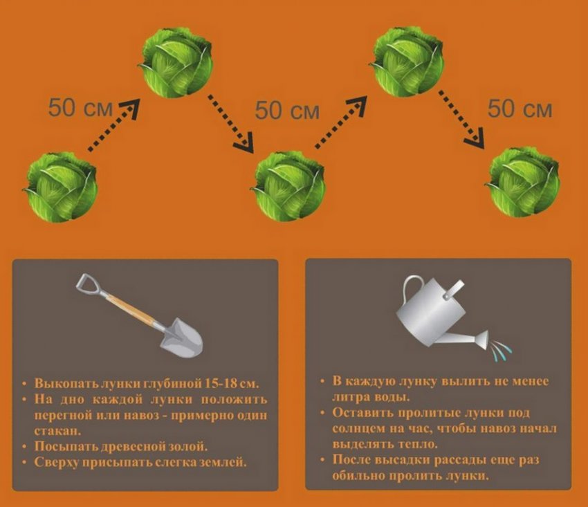 Схема посадки капусти Схема посадки капусти