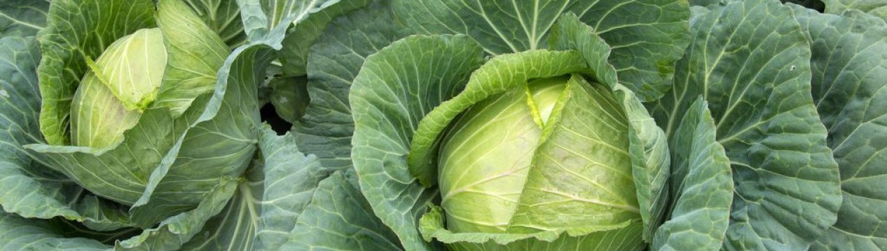 Особливості вирощування та правила догляду за капустою Крауткайзер
