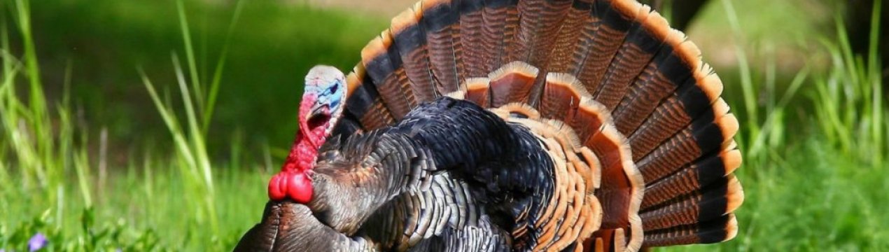 Бронзова індичка, популярні породи