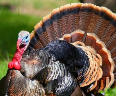 Бронзова індичка, популярні породи