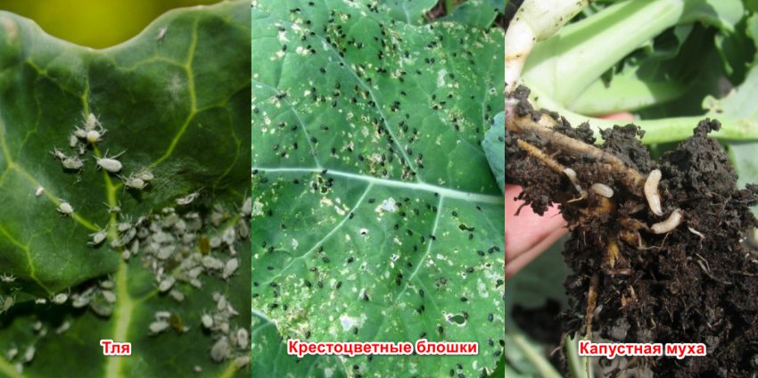 Капустная Муха