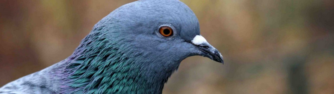 Почему голуби кивают головой когда ходят