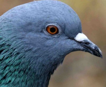 Чому голуби кивають головою коли ходять