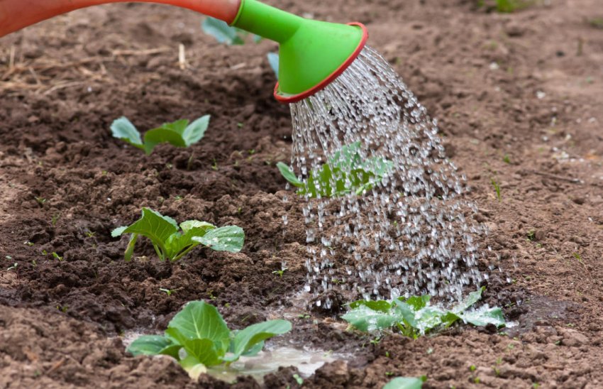 Полив капусти